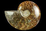 Polished Ammonite (Cleoniceras) Fossil - Madagascar #127219-1
